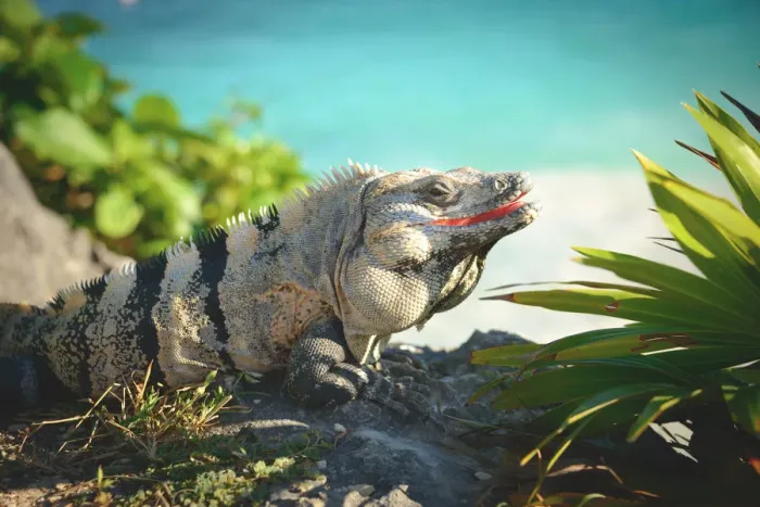 Framed Print : Tulum Iguana Framed Print : Tulum Iguana
