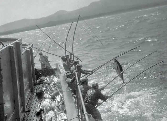 Framed Print : Tuna Fishing off Mexican Coast Framed Print : Tuna Fishing off Mexican Coast