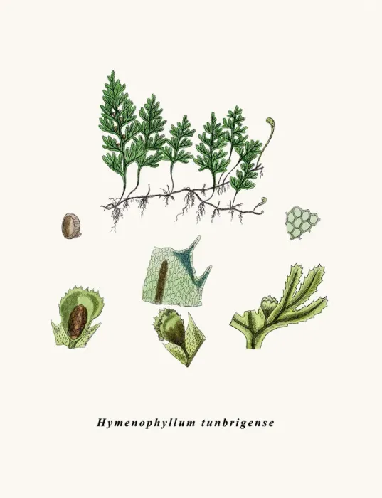 Framed Print : Tunbridge filmy fern Framed Print : Tunbridge filmy fern