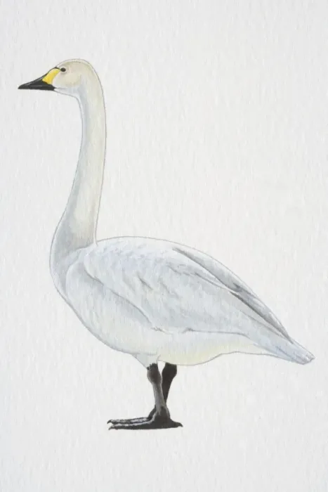 Framed Print : Tundra or Bewicks Swan (Cygnus columbianus), with yellow-black bill and black feet, side view Framed Print : Tundra or Bewicks Swan (Cygnus columbianus), with yellow-black bill and black feet, side view