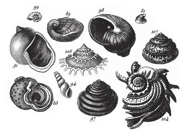 Turbo Nautileus, Representatives of the Phyla Porifera, Coelenterata and Mollusca