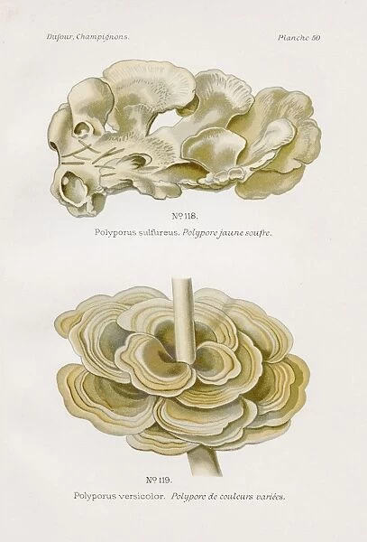 Turkey tail mushroom 1891