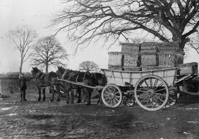 Framed Print : Turkey Transport Framed Print : Turkey Transport