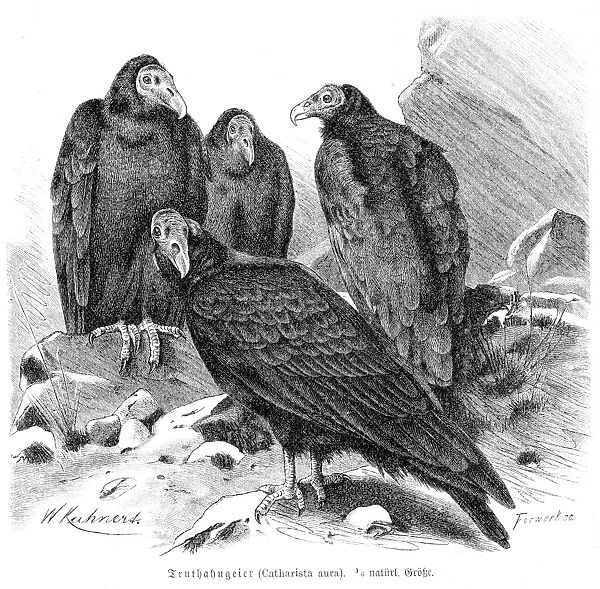 Turkey vulture engraving 1892