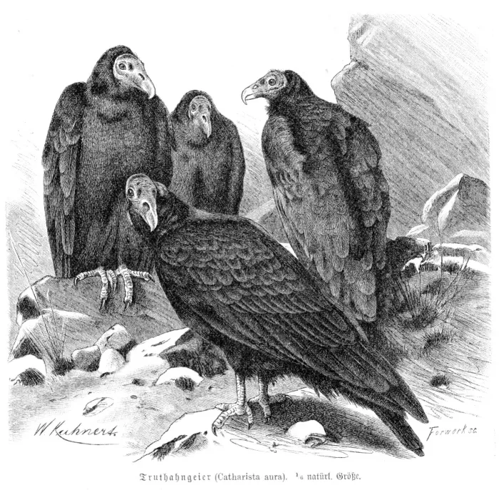 Framed Print : Turkey vulture engraving 1892 Framed Print : Turkey vulture engraving 1892