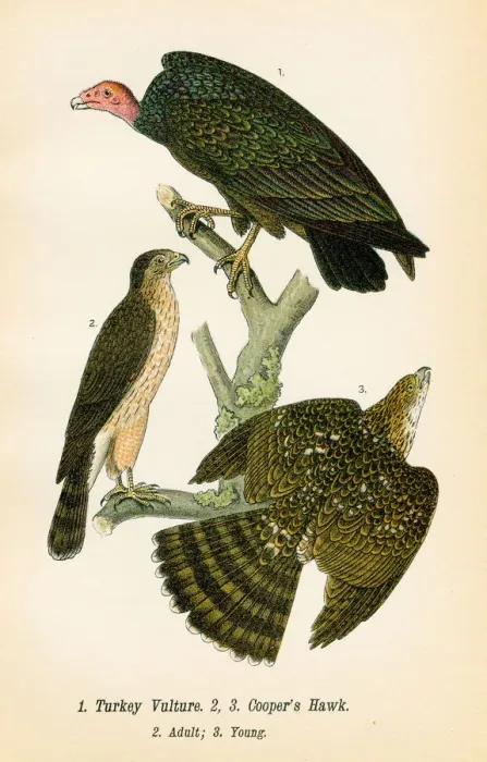 Framed Print : Turkey vulture and hawk bird lithograph 1890 Framed Print : Turkey vulture and hawk bird lithograph 1890