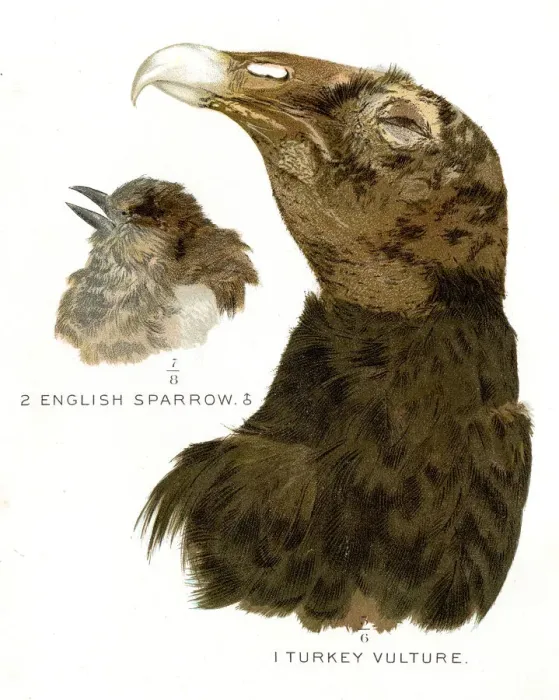 Framed Print : Turkey vulture head lithograph 1897 Framed Print : Turkey vulture head lithograph 1897