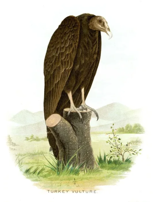 Framed Print : Turkey vulture lithograph 1897 Framed Print : Turkey vulture lithograph 1897