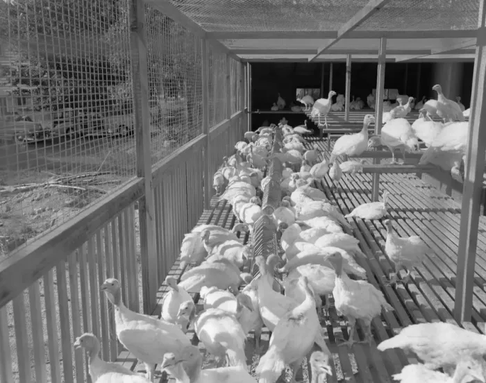 Framed Print : Turkeys in cage Framed Print : Turkeys in cage
