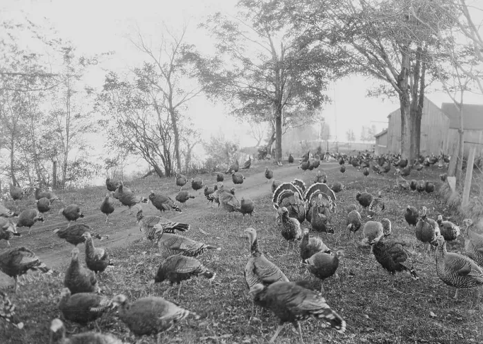 Framed Print : Turkeys Feeding on Farmland Framed Print : Turkeys Feeding on Farmland