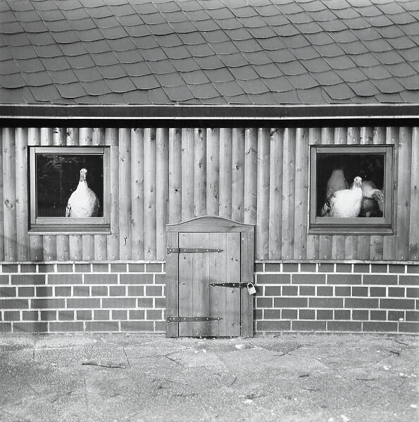 Two turkeys sitting in barn windows