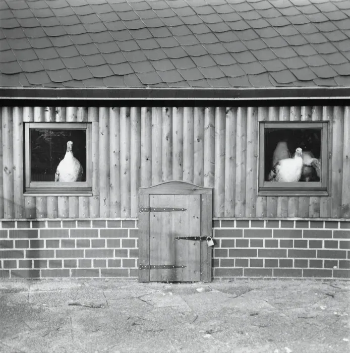 Framed Print : Two turkeys sitting in barn windows Framed Print : Two turkeys sitting in barn windows
