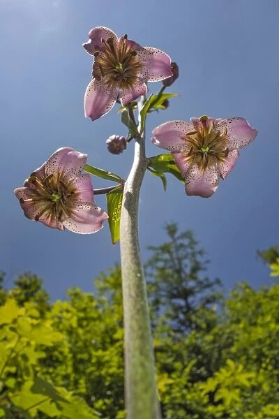Turks cap lily -Lilium martagon-, Burg, Lower Austria, Austria