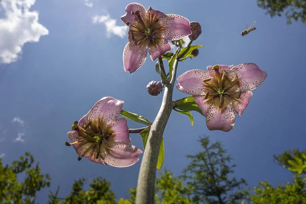 Turks cap lily -Lilium martagon-, Burg, Lower Austria, Austria