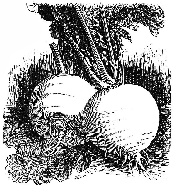 Turnip Snowball