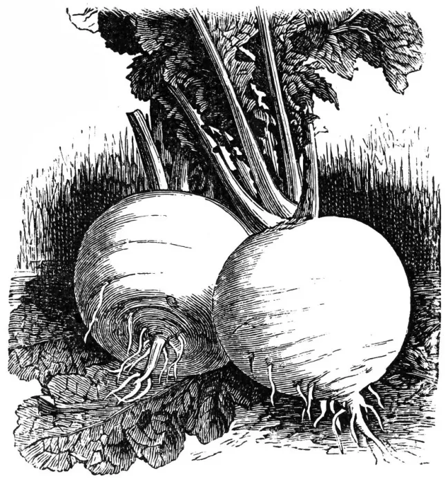 Framed Print : Turnip Snowball Framed Print : Turnip Snowball