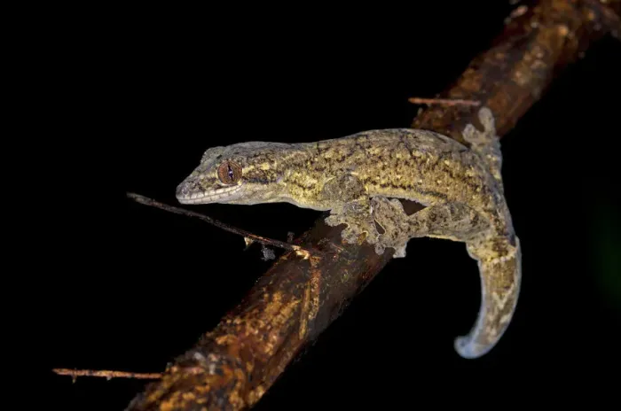 Framed Print : Turnip-tailed Gecko -Thecadactylus rapicaudus-, Tiputini rainforest, Yasuni National Park, Ecuador, South America Framed Print : Turnip-tailed Gecko -Thecadactylus rapicaudus-, Tiputini rainforest, Yasuni National Park, Ecuador, South America
