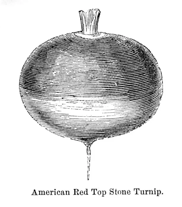 Framed Print : Turnip vegetable engraving 1874 Framed Print : Turnip vegetable engraving 1874