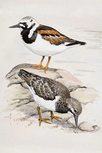 Turnstone (Arenaria interpres), two birds, one pecking, and the other on a rock behind, side view