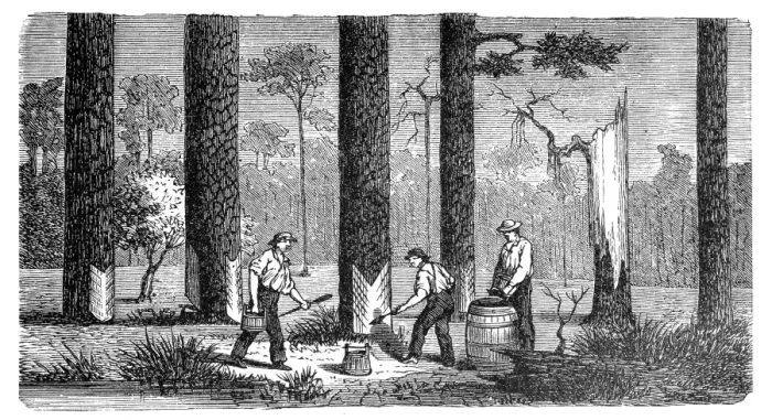 Framed Print : Turpentine resin harvesting Framed Print : Turpentine resin harvesting