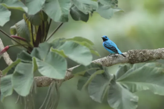 Framed Print : Turquoise Cotinga Framed Print : Turquoise Cotinga