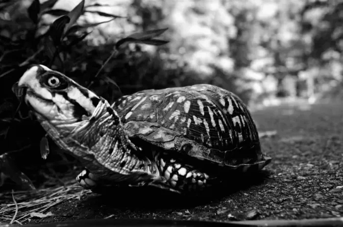 Framed Print : Turtle. Matthew Carroll Photography, 571397537 Framed Print : Turtle. Matthew Carroll Photography, 571397537