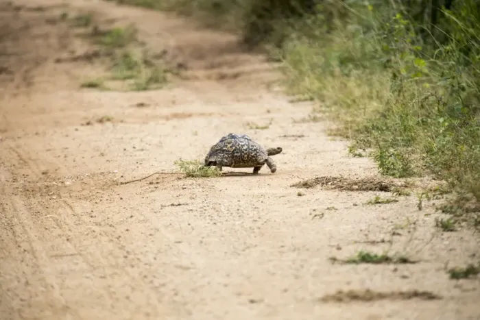 Framed Print : Turtle in Mana Pools National Park Framed Print : Turtle in Mana Pools National Park