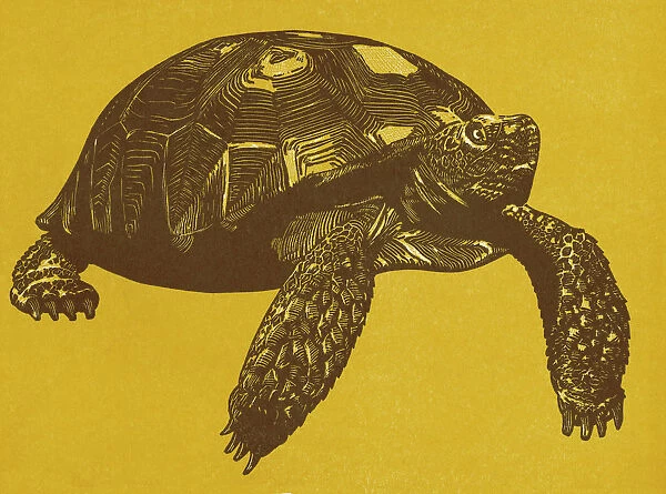 Turtle on Yellow Background