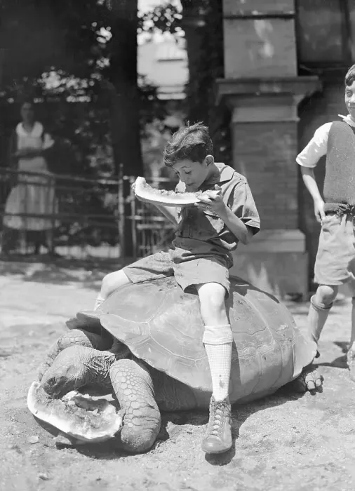 Framed Print : Turtle and Young Boy Eating Watermelon Framed Print : Turtle and Young Boy Eating Watermelon