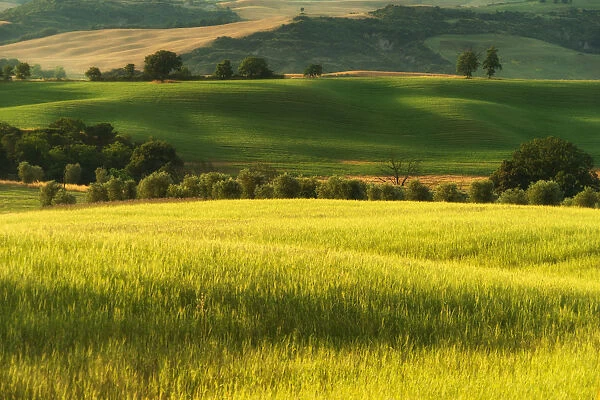 Tuscany Field in Summer Season