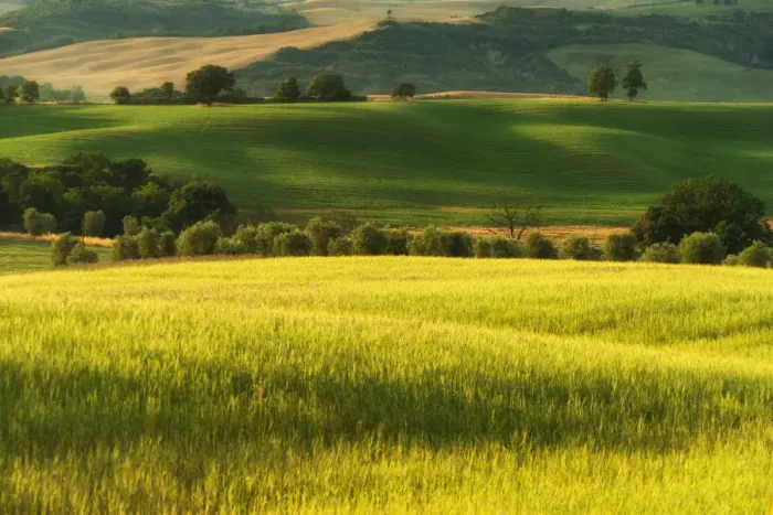 Framed Print : Tuscany Field in Summer Season Framed Print : Tuscany Field in Summer Season