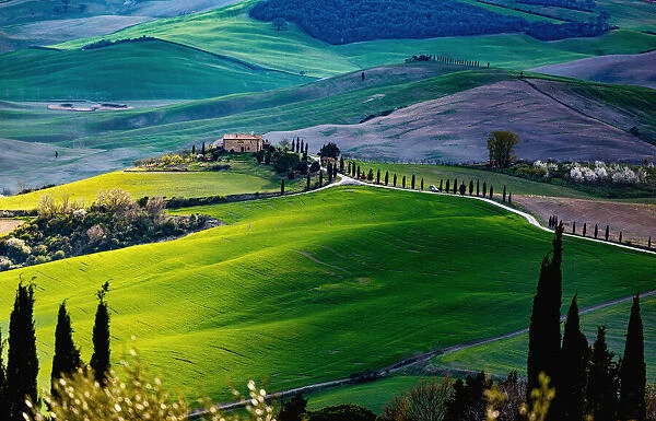Tuscany, springtime in the afternoon. Path, green rolling hills and cypress trees
