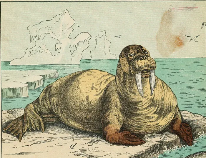 Framed Print : Tusked Walrus Basking on Ice