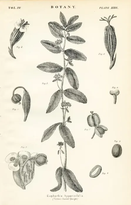 Framed Print : Tutsan engraving 1877