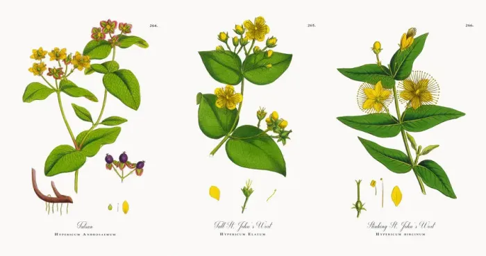 Framed Print : Tutsan, Hypericum Androsaemum, Victorian Botanical Illustration, 1863 Framed Print : Tutsan, Hypericum Androsaemum, Victorian Botanical Illustration, 1863