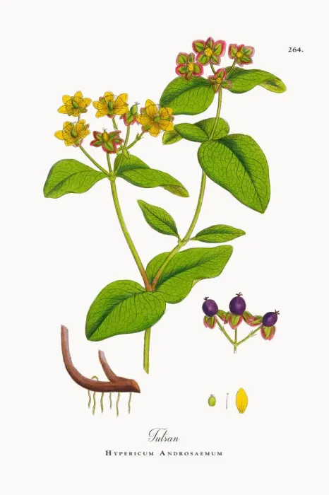 Framed Print : Tutsan, Hypericum Androsaemum, Victorian Botanical Illustration, 1863 Framed Print : Tutsan, Hypericum Androsaemum, Victorian Botanical Illustration, 1863