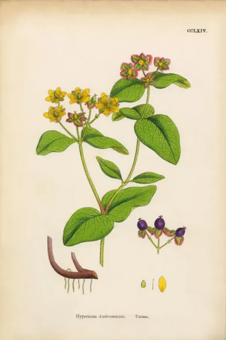 Framed Print : Tutsan, Hypericum Androsaemum, Victorian Botanical Illustration, 1863 Framed Print : Tutsan, Hypericum Androsaemum, Victorian Botanical Illustration, 1863