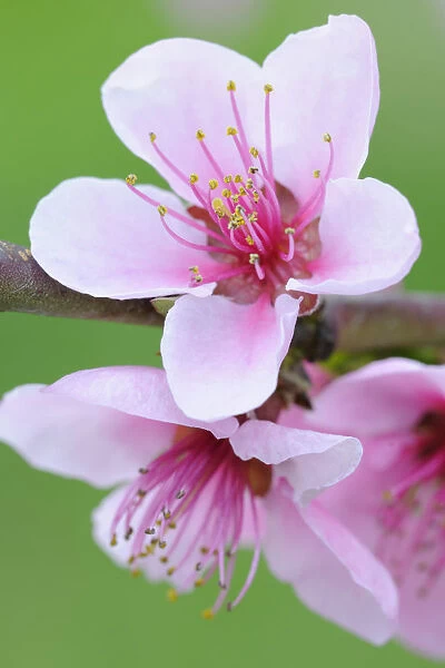 Twig with Peach blossoms -Prunus persica-