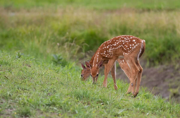 Twin white-tailed deer fawns