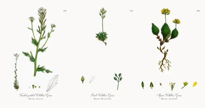 Framed Print : Twisted-podded Whitlow Grass, Draba Incana, Victorian Botanical Illustration, 1863 Framed Print : Twisted-podded Whitlow Grass, Draba Incana, Victorian Botanical Illustration, 1863
