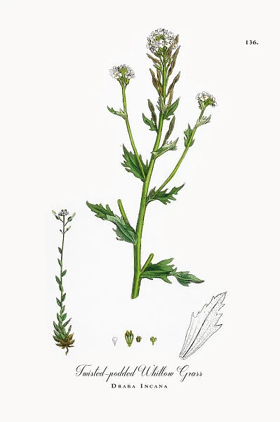 Twisted-podded Whitlow Grass, Draba Incana, Victorian Botanical Illustration, 1863