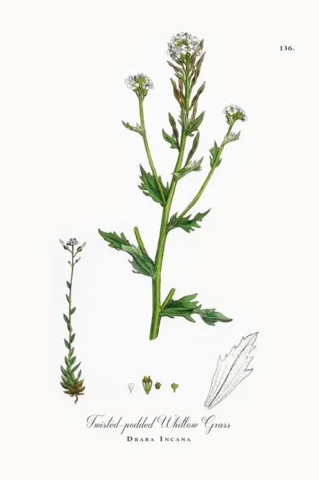 Framed Print : Twisted-podded Whitlow Grass, Draba Incana, Victorian Botanical Illustration, 1863 Framed Print : Twisted-podded Whitlow Grass, Draba Incana, Victorian Botanical Illustration, 1863