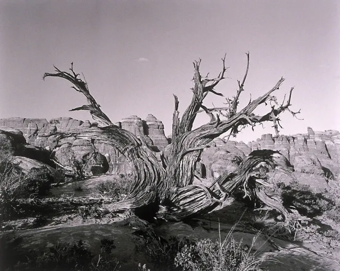 Framed Print : Twisted tree by canyon Framed Print : Twisted tree by canyon