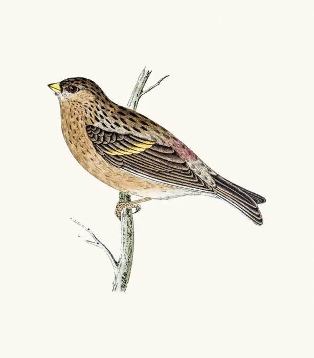 Framed Print : Twite bird Framed Print : Twite bird