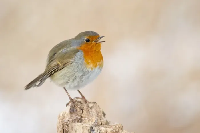 Framed Print : Twittering European Robin -Erithacus rubecula- on a tree stump, North Hesse, Hesse, Germany Framed Print : Twittering European Robin -Erithacus rubecula- on a tree stump, North Hesse, Hesse, Germany