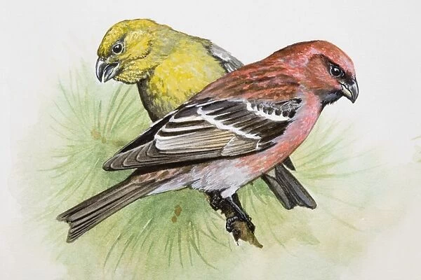 Two-barred crossbill (Loxia leucoptera), male and female, perching on a pine branch, side view