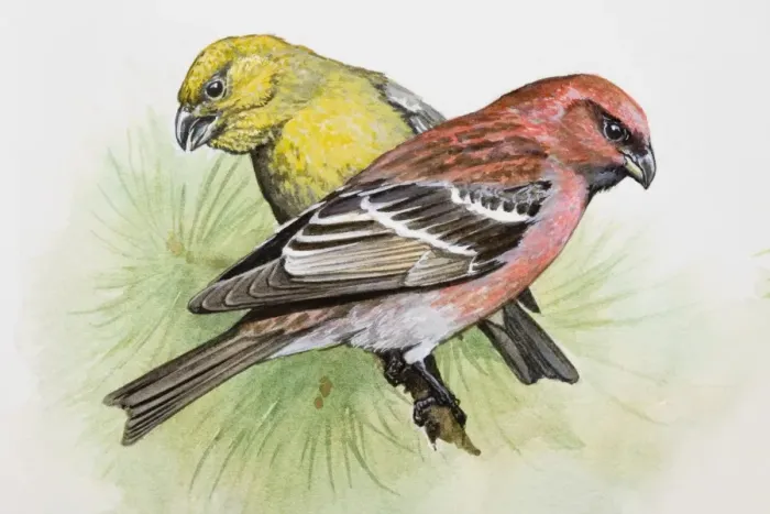 Framed Print : Two-barred crossbill (Loxia leucoptera), male and female, perching on a pine branch, side view Framed Print : Two-barred crossbill (Loxia leucoptera), male and female, perching on a pine branch, side view