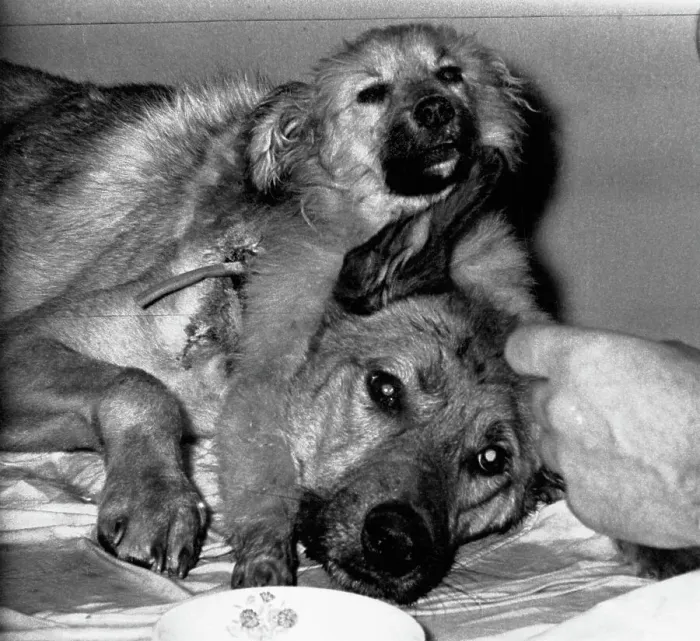 Framed Print : Two-Headed Dog Being Fed Framed Print : Two-Headed Dog Being Fed