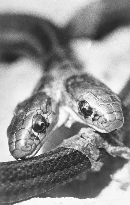 Framed Print : Two-Headed Garter Snake