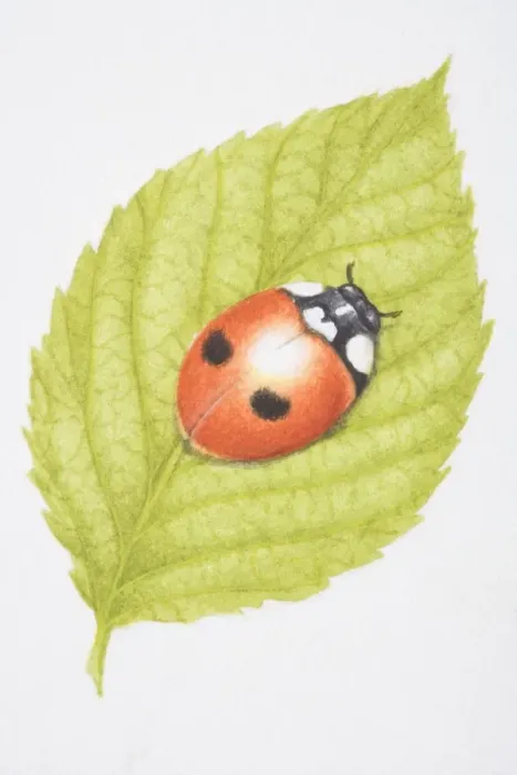 Framed Print : Two-Spotted Lady Beetle, Two-spotted Ladybird (Adalia bipunctata), on green leaf